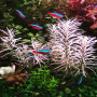Ludwigia sp. White Live Aquarium Plant