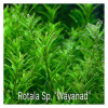 Rotala Sp Wayanad Live Aquarium Plant