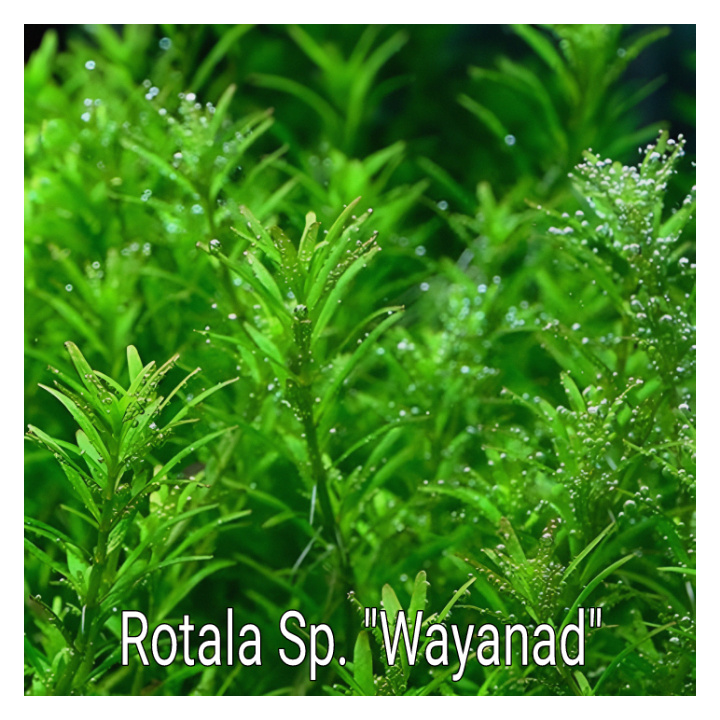 Rotala Sp Wayanad Live Aquarium Plant