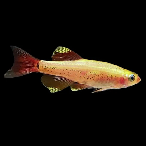 Golden Minnows Fish (pair)