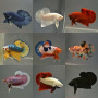 Assorted Plakkat Betta Fish (Male)