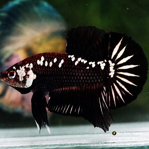 Black Phantom Mamba Plakkat Betta Fish