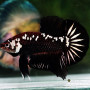 Black Phantom Mamba Plakkat Betta Fish