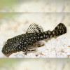 BristelNoze Pleco -2 inch