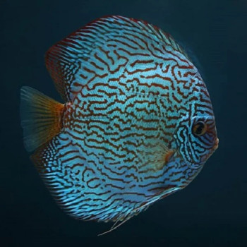 Altum Flora Discus Fish