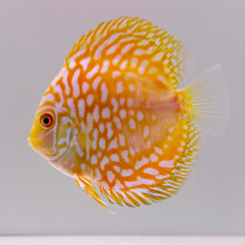 Golden Panda Disucs Fish