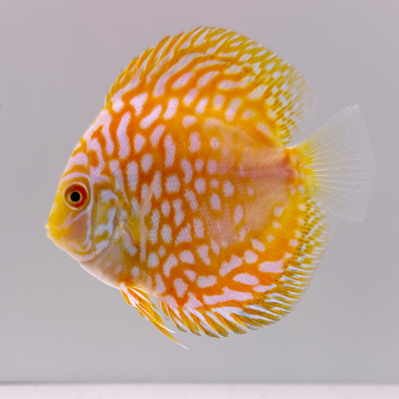 Golden Panda Disucs Fish