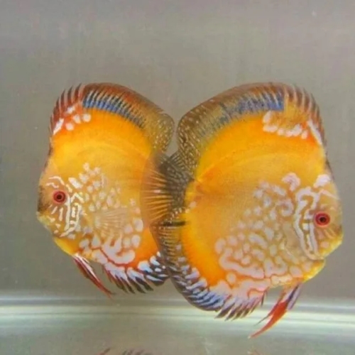 Golden Rafflesia Discus Fish