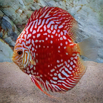 Red Rafflesia Discus Fish