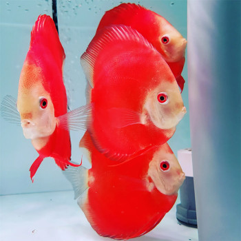 Super Red Passion AAA Grade 2-2.5 inch Discus Fish -10 Nos