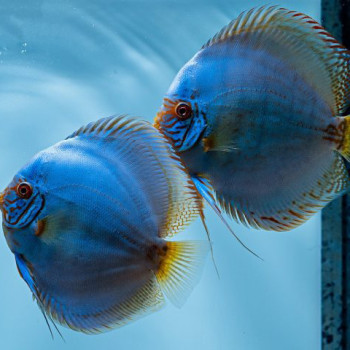 Cobalt Blue Discus Fish (5 Pieces) - 2.5 inch