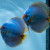 Breeding Pairs