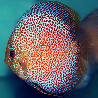 Eruption Leopard Discus Fish