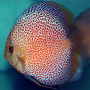 Eruption Leopard Discus Fish