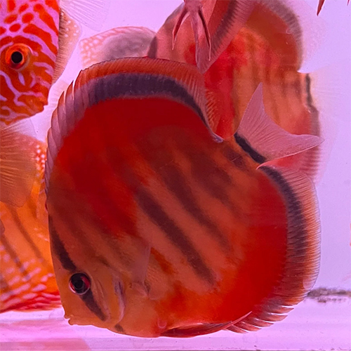 ICA Red Heckel AAA Grade 2-2.5 inch Discus Fish -10 Nos