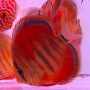 ICA Red Heckel AAA Grade 2-2.5 inch Discus Fish -10 Nos