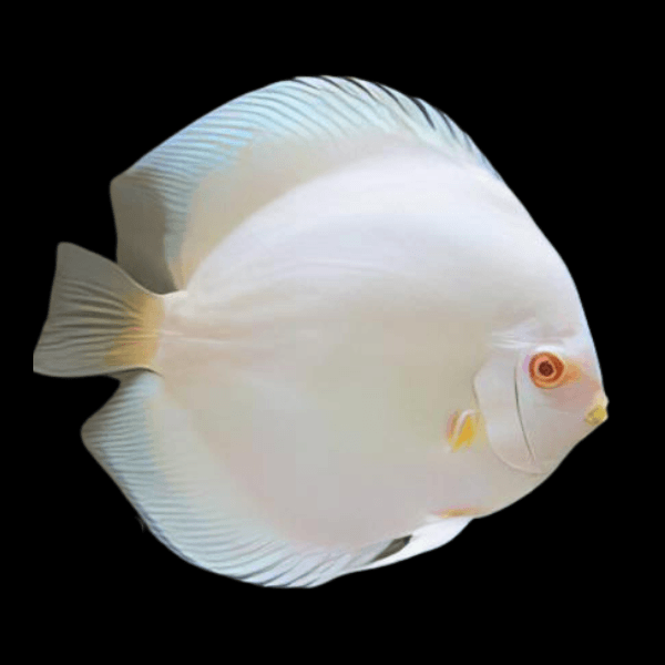 Snow White Discus Fish