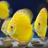 Yellow Rafflesia Discus Fish
