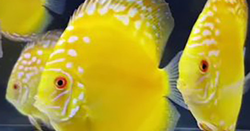 Yellow Rafflesia Discus Fish