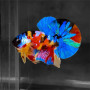Galaxy Plakkat Betta Fish