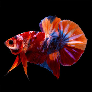 Koi Candy Plakkat Betta Fish