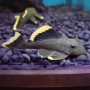 L047 Pleco (Magnum Pleco)