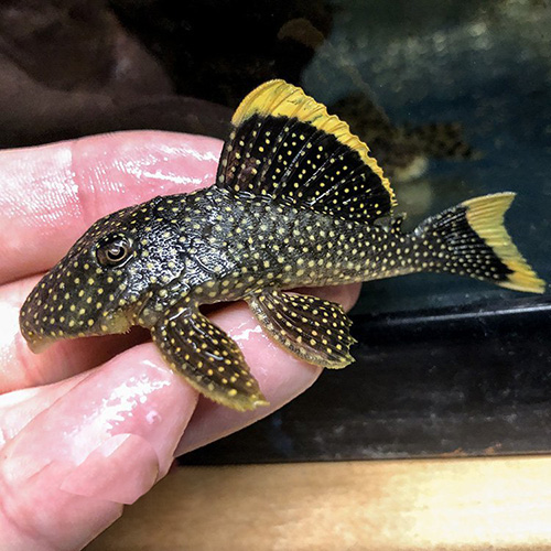 L081 Pleco (Golden Nugget Pleco)