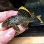 L081 Pleco (Golden Nugget Pleco)