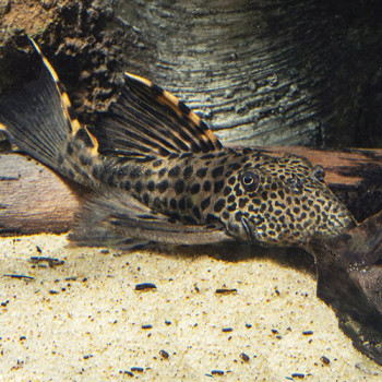 L091 Pleco
