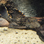 L091 Pleco