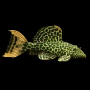 L114 Pleco (Leopard Cactus Pleco)