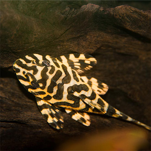 L134 Leopard Frog Pleco