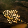 L134 Leopard Frog Pleco
