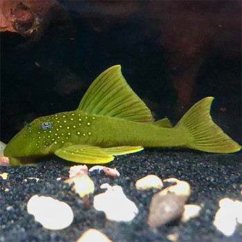 L200 Pleco – Green Phantom Pleco (Baryancistrus demantoides)