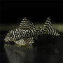 L333 Pleco (King Tiger Pleco) – Hypancistrus sp