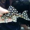 L471 Pleco - (Mini Snowball Pleco)