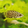 Leopard Gourami Fish (Single)