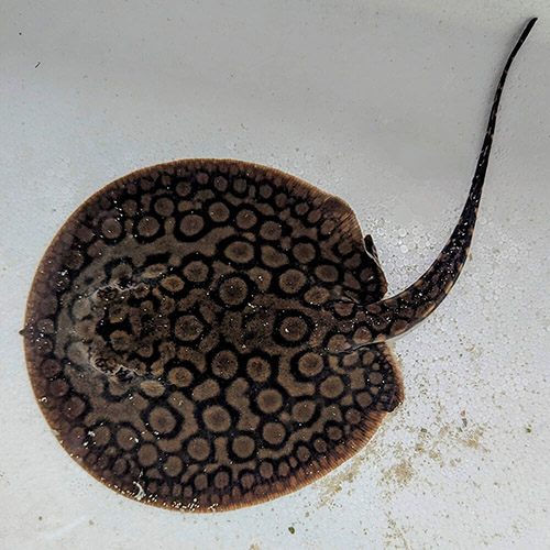 Motoro Stingray 6 inch