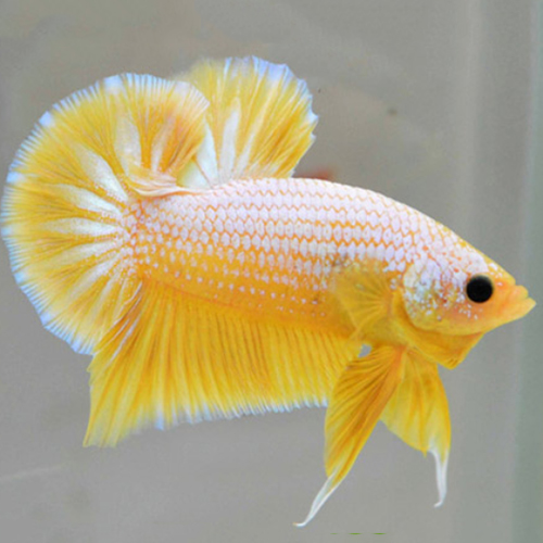 Yellow Dragon Plakat Betta Fish