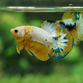 Yellow Hellboy Plakat Betta Fish