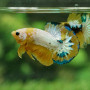 Yellow Hellboy Plakat Betta Fish