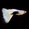 White Tuxedo Guppy Fish