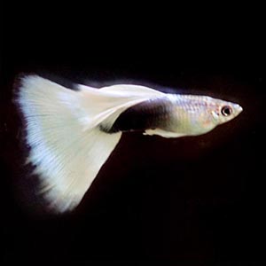 White Tuxedo Guppy Fish