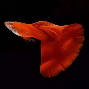 Full Red Fan Tail Guppy Fish