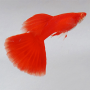 Albino Full Red Guppy Fish