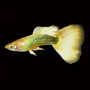 Full Gold Guppy Fish