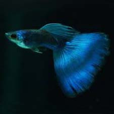 Electric Blue Guppy Fish