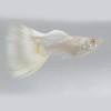 Platinum White Black Eye Guppy Fish