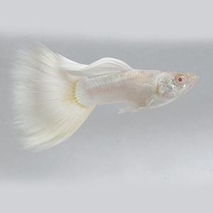 Platinum White Black Eye Guppy Fish