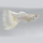 Platinum White Black Eye Guppy Fish